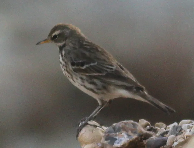 水鹨(Anthus spinoletta)