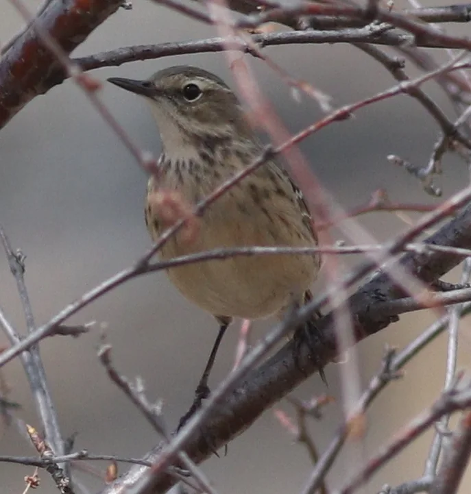水鹨(Anthus spinoletta)