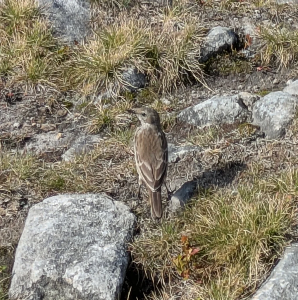 水鹨(Anthus spinoletta)