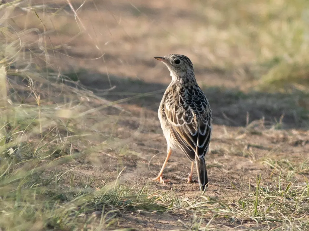 斯氏鹨(Anthus spragueii)