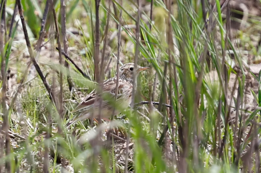 斯氏鹨(Anthus spragueii)