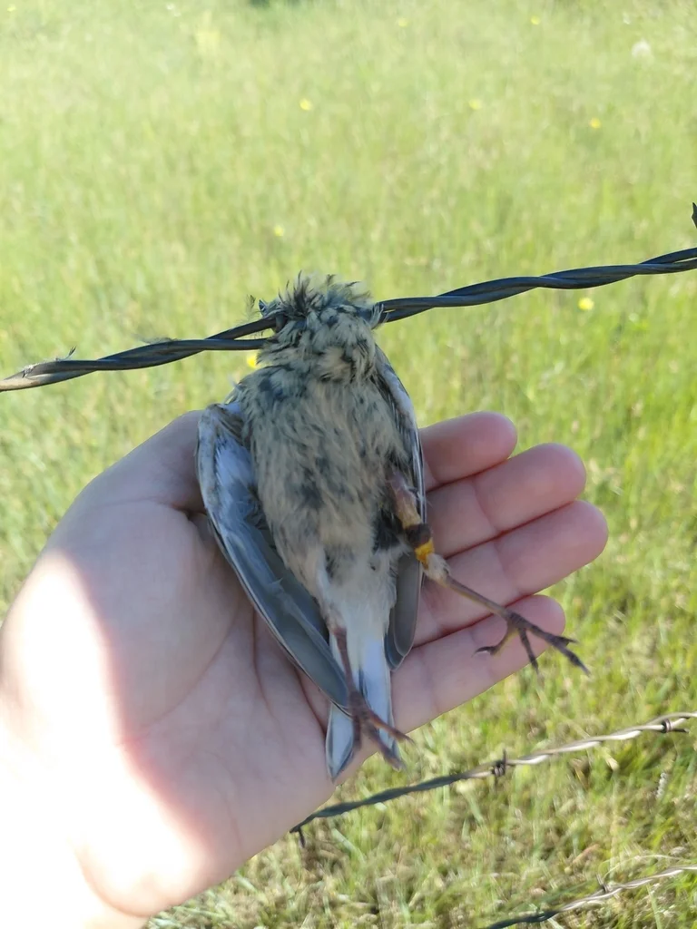 斯氏鹨（Anthus spragueii）