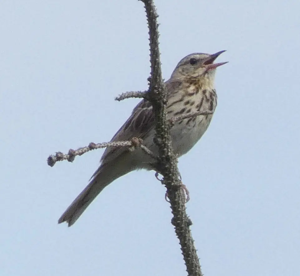 林鹨(Anthus trivialis)