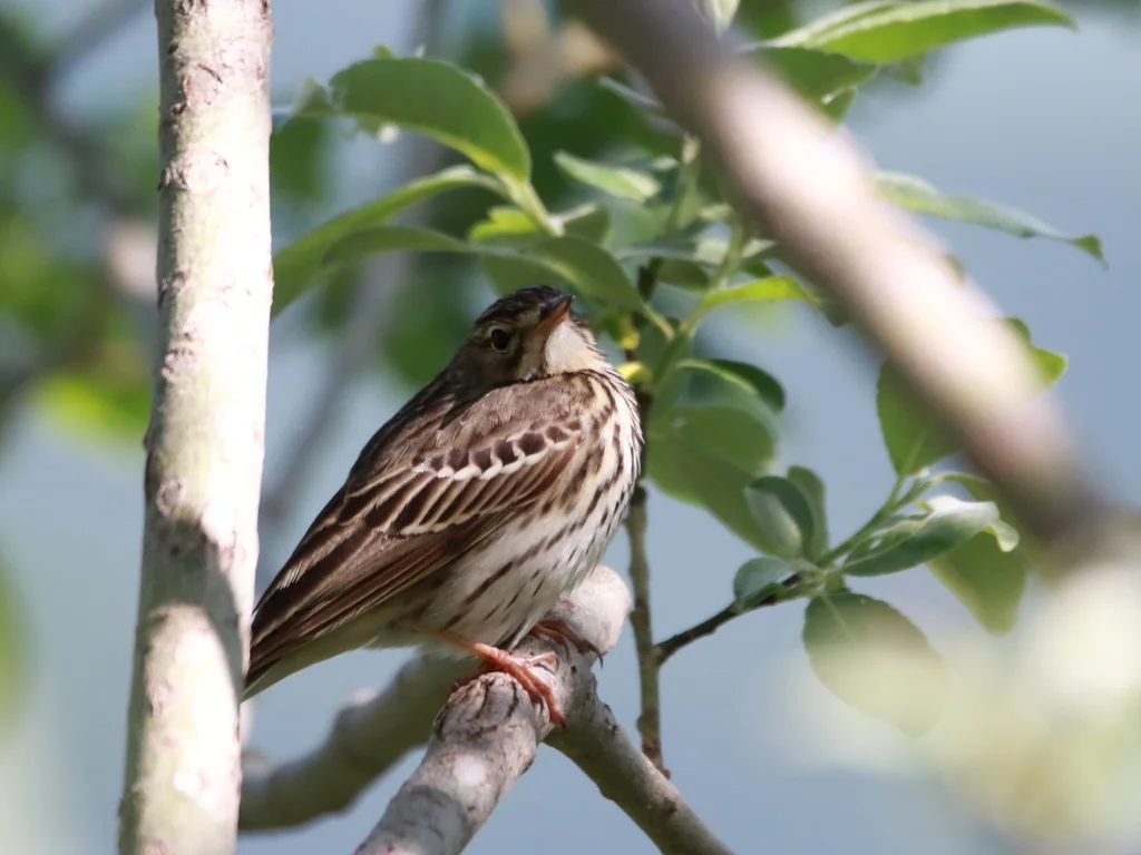 林鹨(Anthus trivialis)