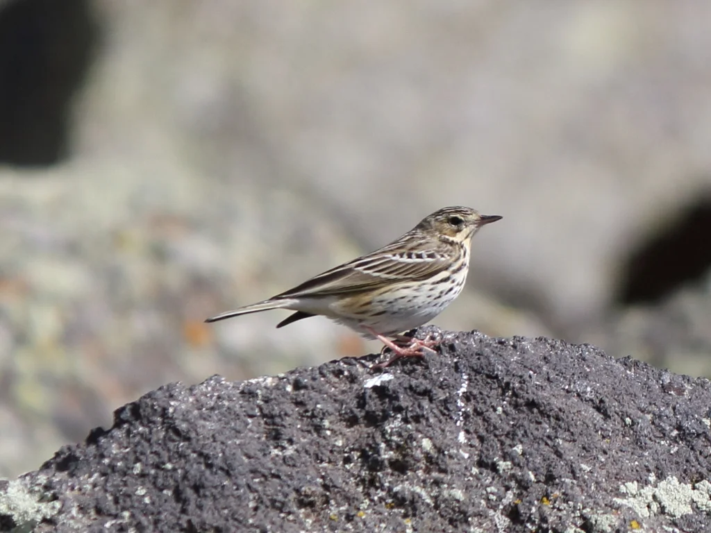 林鹨(Anthus trivialis)