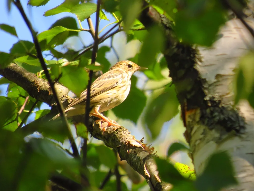 林鹨(Anthus trivialis)