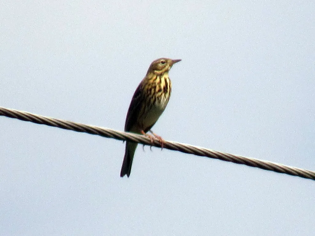 林鹨(Anthus trivialis)