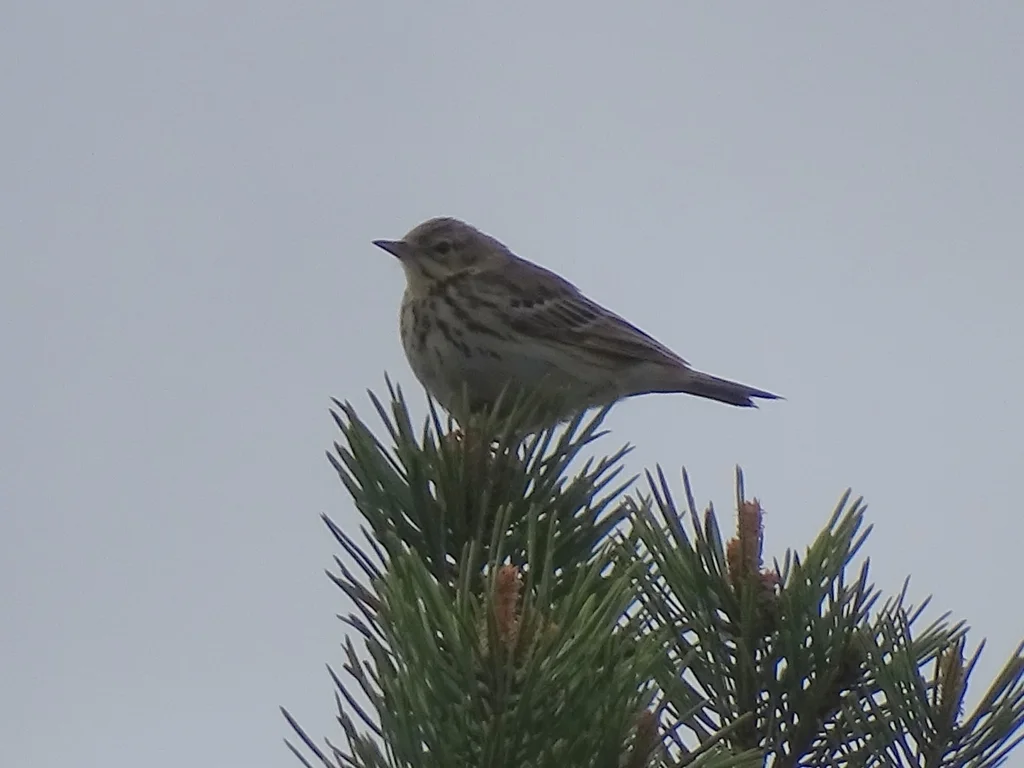 林鹨(Anthus trivialis)