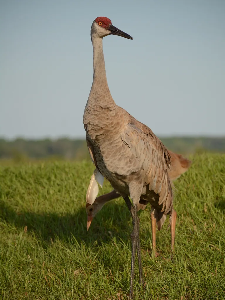 沙丘鹤(Antigone canadensis)