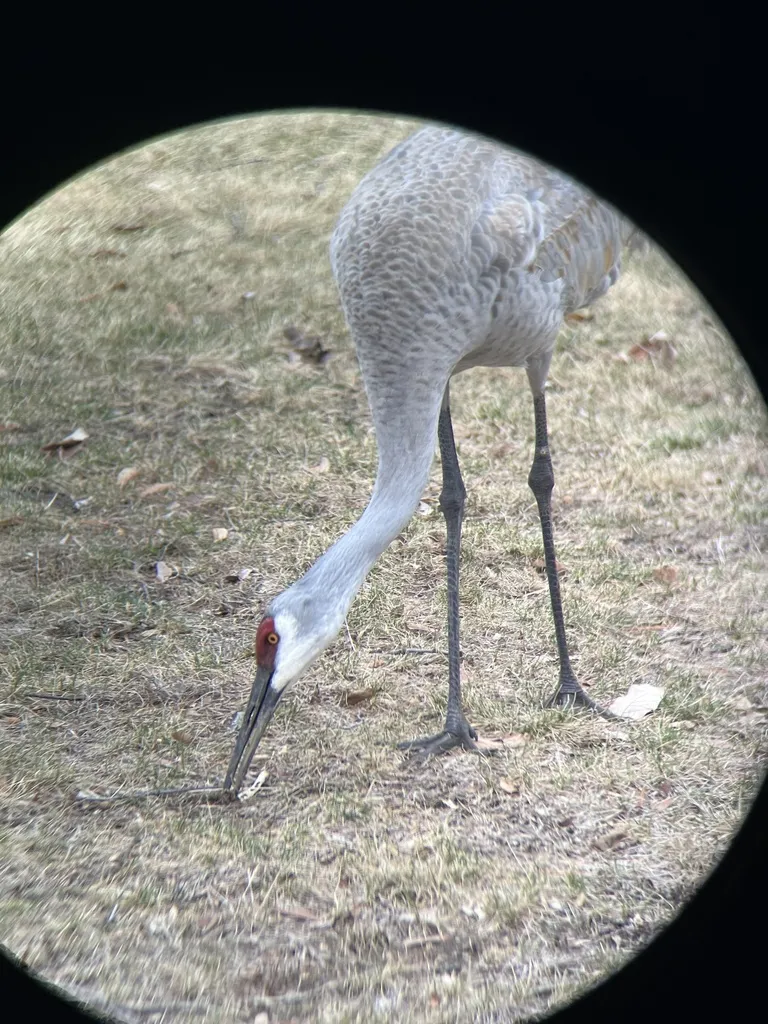 沙丘鹤(Antigone canadensis)