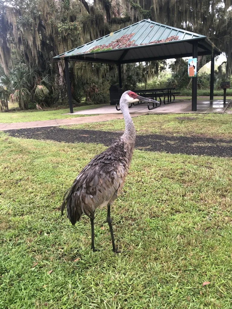沙丘鹤(Antigone canadensis)
