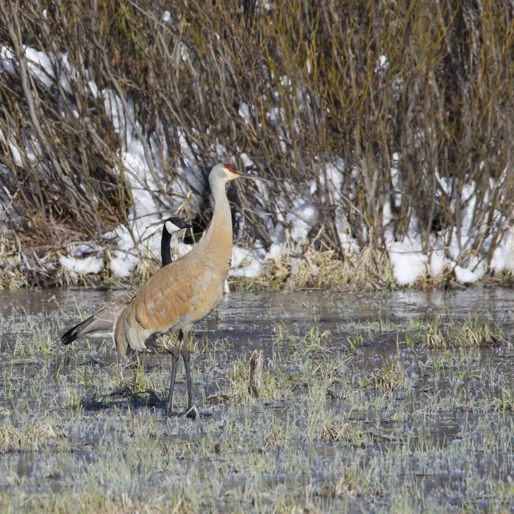 沙丘鹤(Antigone canadensis)