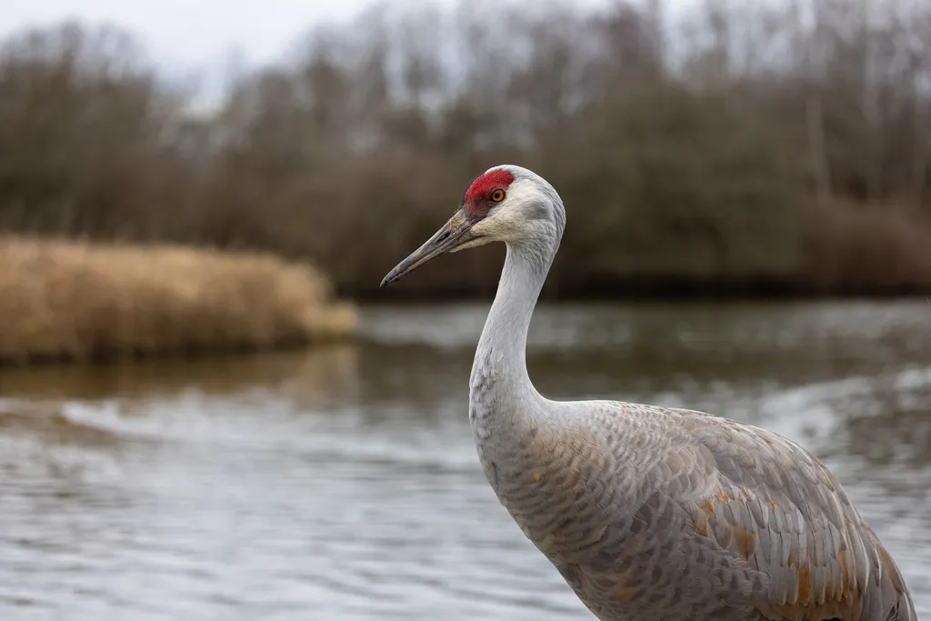 沙丘鹤(Antigone canadensis)