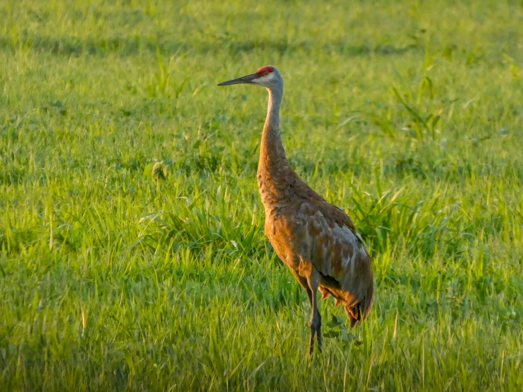 沙丘鹤(Antigone canadensis)