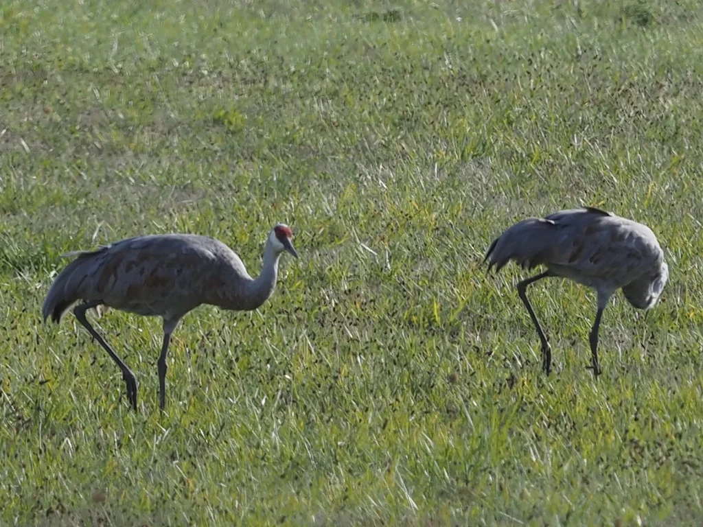 沙丘鹤(Antigone canadensis)