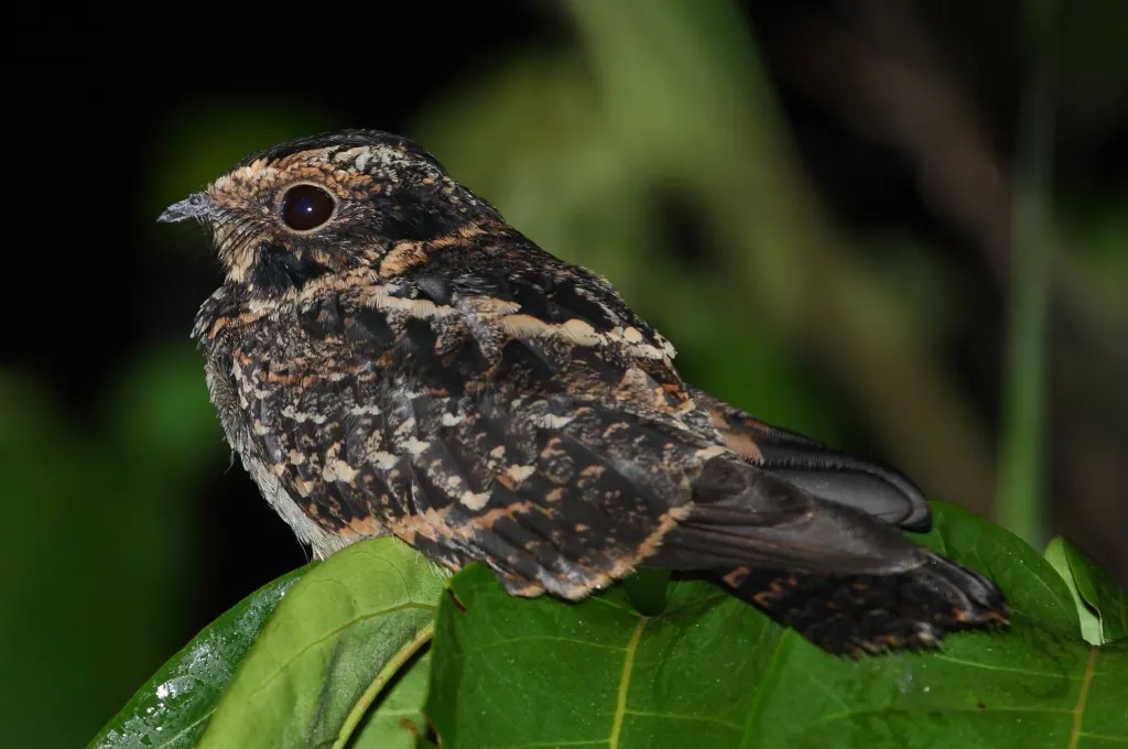 白斑尾夜鹰(Antiurus maculicaudus)