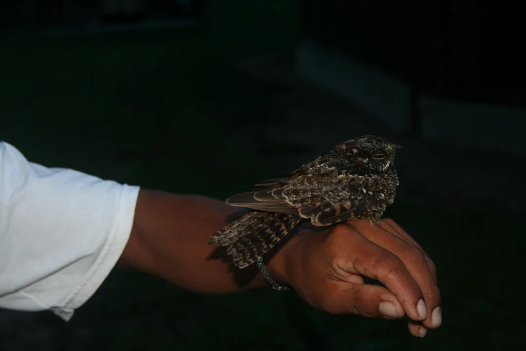 白斑尾夜鹰(Antiurus maculicaudus)