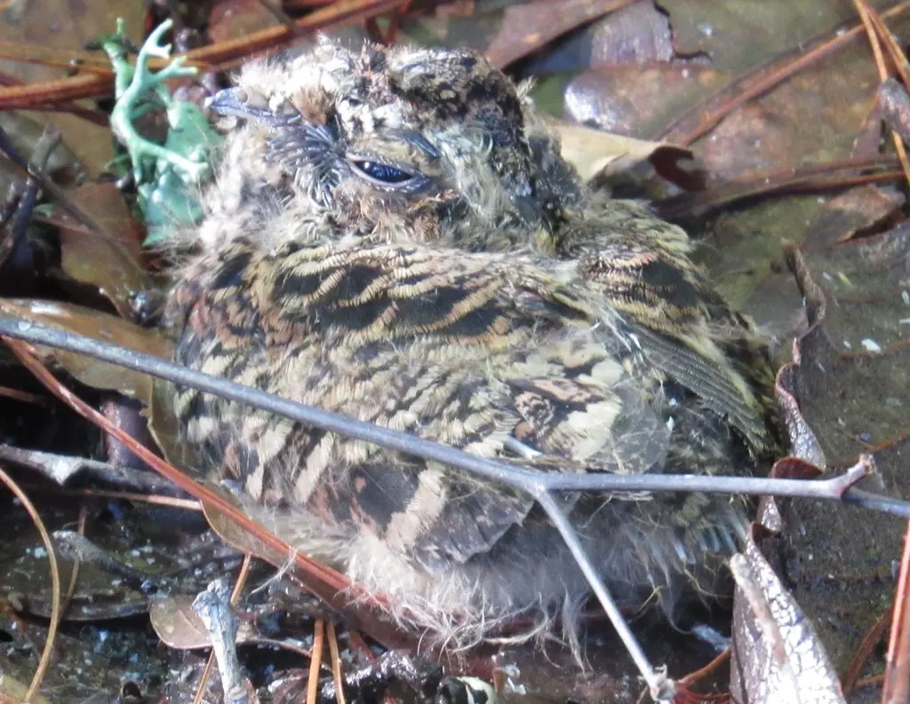 墨西哥三声夜鹰(Antrostomus arizonae)