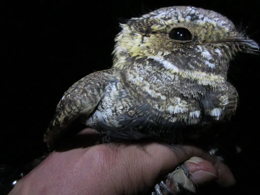 墨西哥三声夜鹰(Antrostomus arizonae)