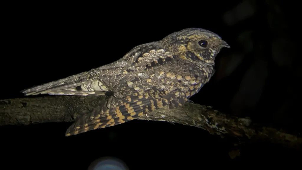 墨西哥三声夜鹰(Antrostomus arizonae)