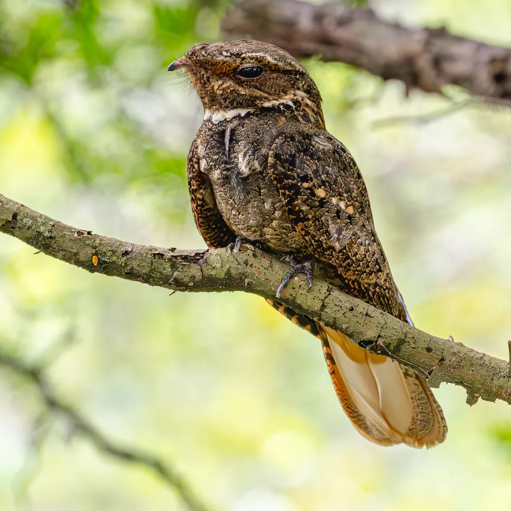 卡氏夜鹰(Antrostomus carolinensis)