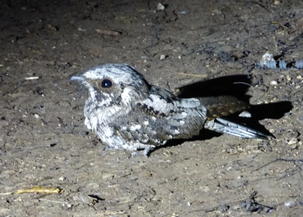 古巴夜鹰(Antrostomus cubanensis)