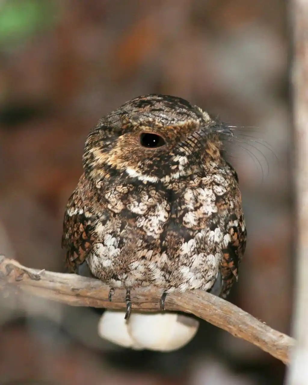 波多黎各夜鹰(Antrostomus noctitherus)