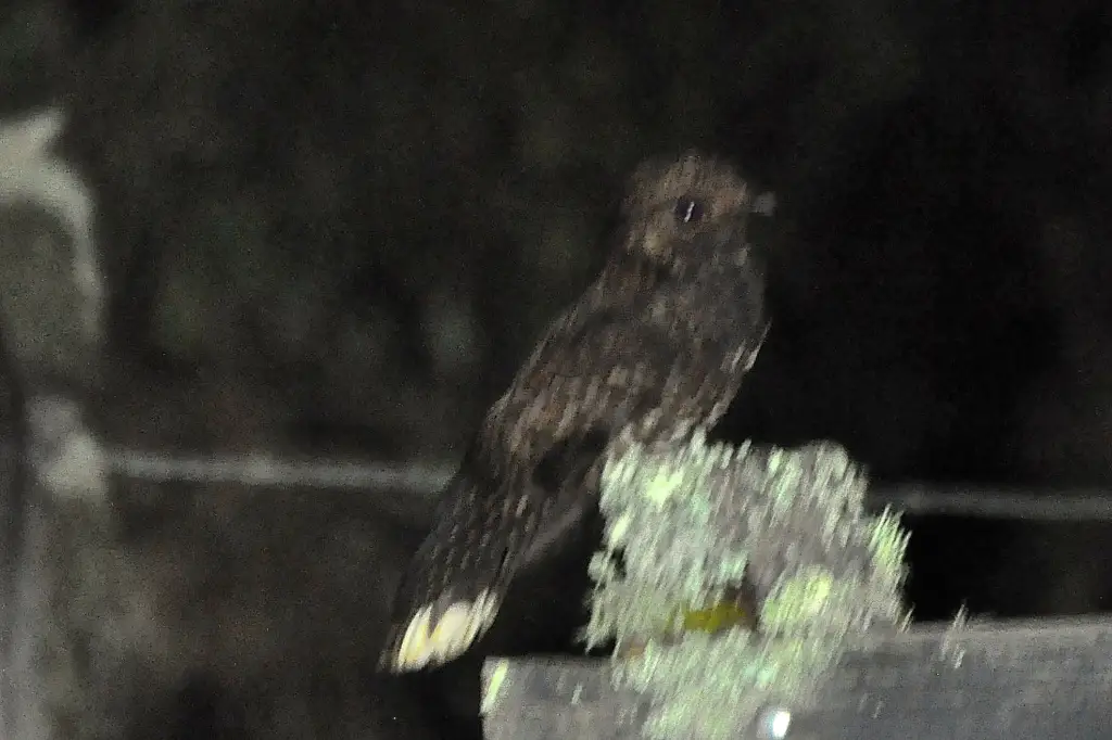 美洲乌夜鹰(Antrostomus saturatus)