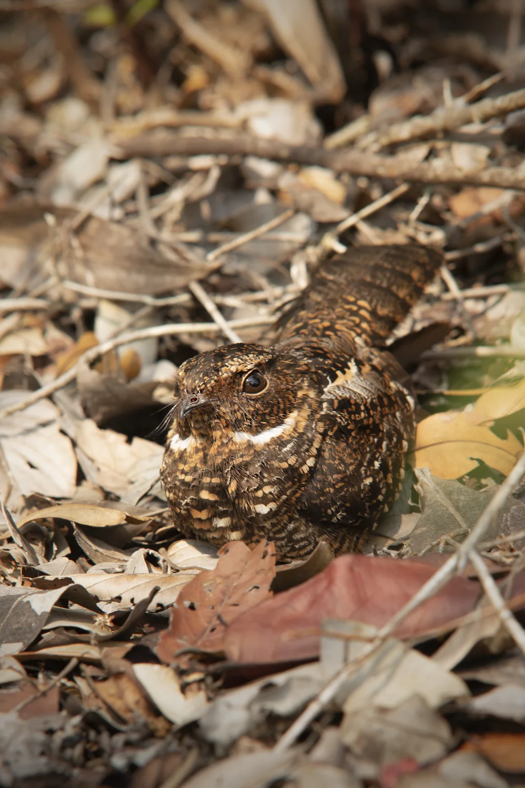丝尾夜鹰(Antrostomus sericocaudatus)