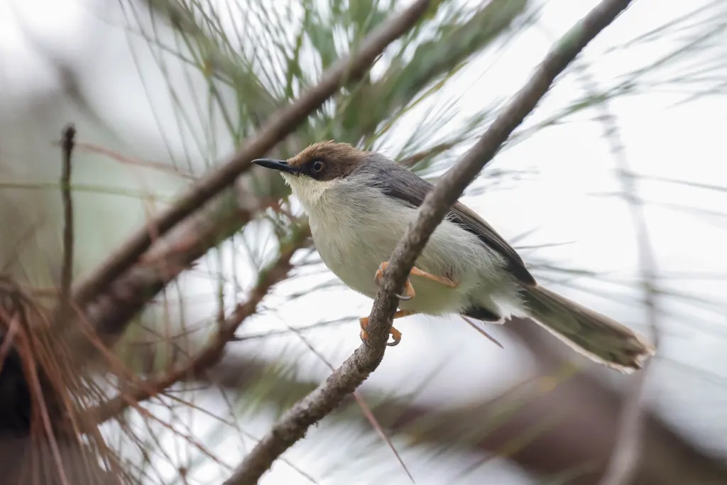 褐头娇莺（Apalis alticola）