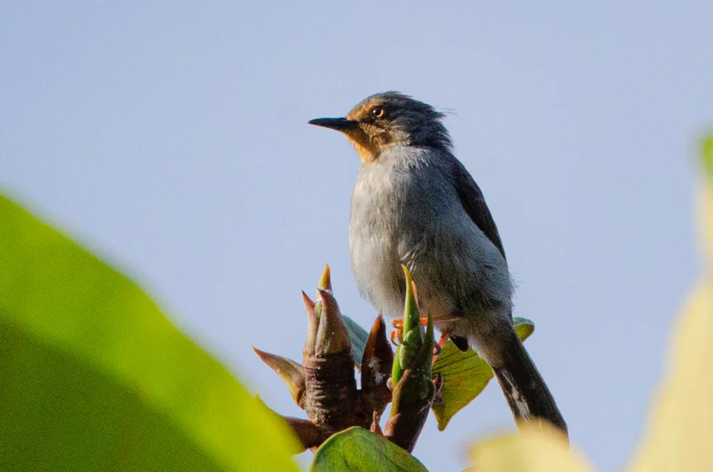 巴门娇莺(Apalis bamendae)