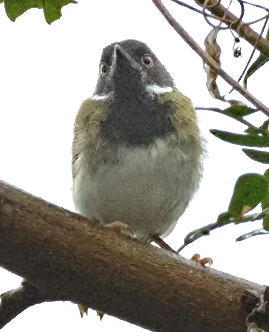 隐娇莺(Apalis binotata)