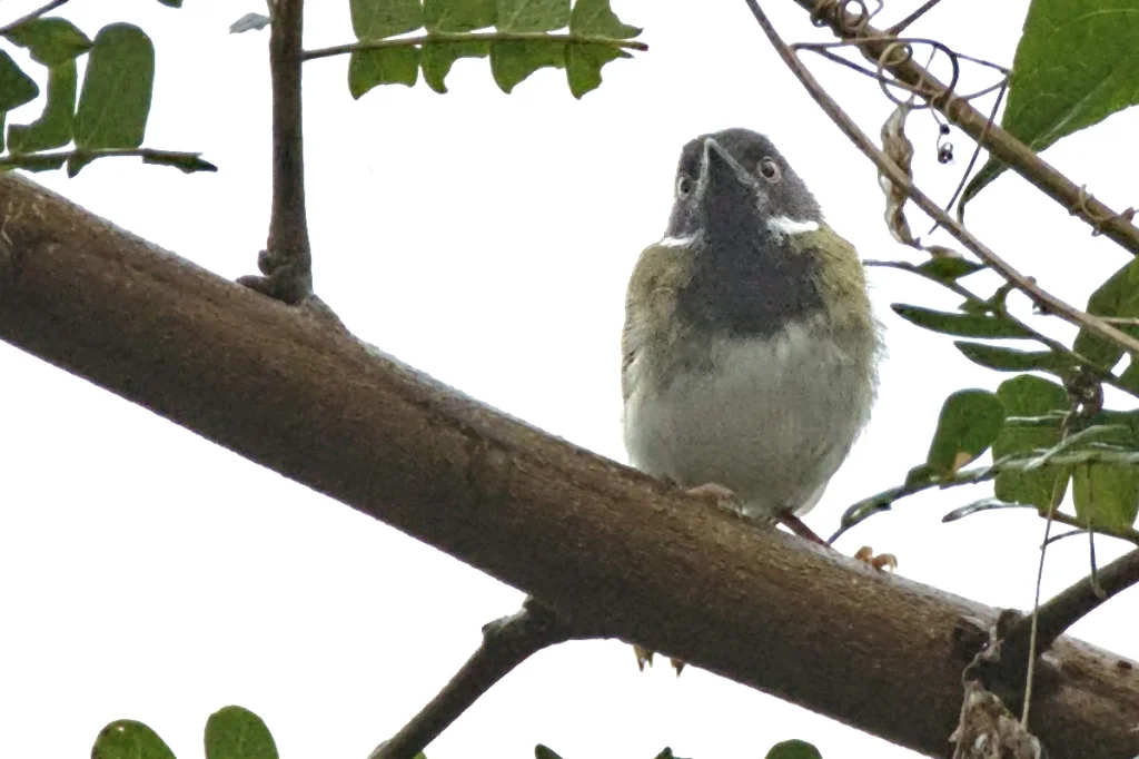 隐娇莺(Apalis binotata)