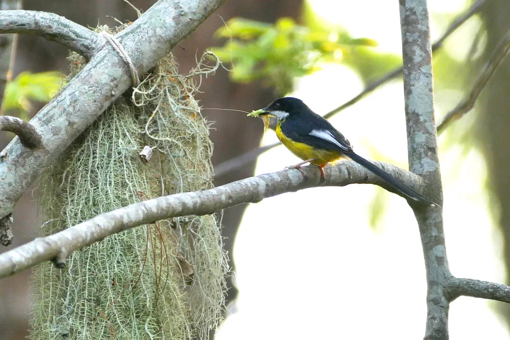 白翅娇莺(Apalis chariessa)