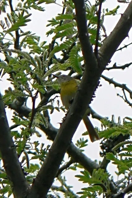 黄胸娇莺(Apalis flavida)
