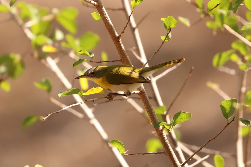 黄胸娇莺(Apalis flavida)