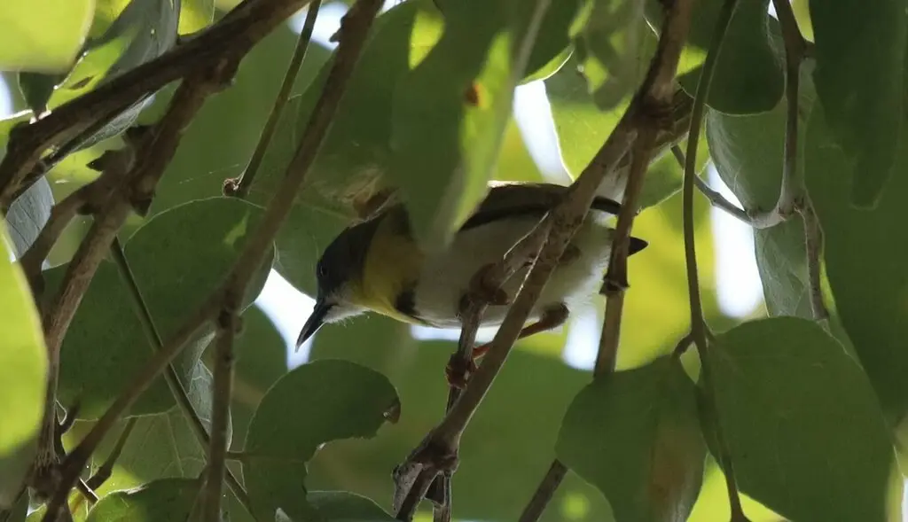 黄胸娇莺(Apalis flavida)