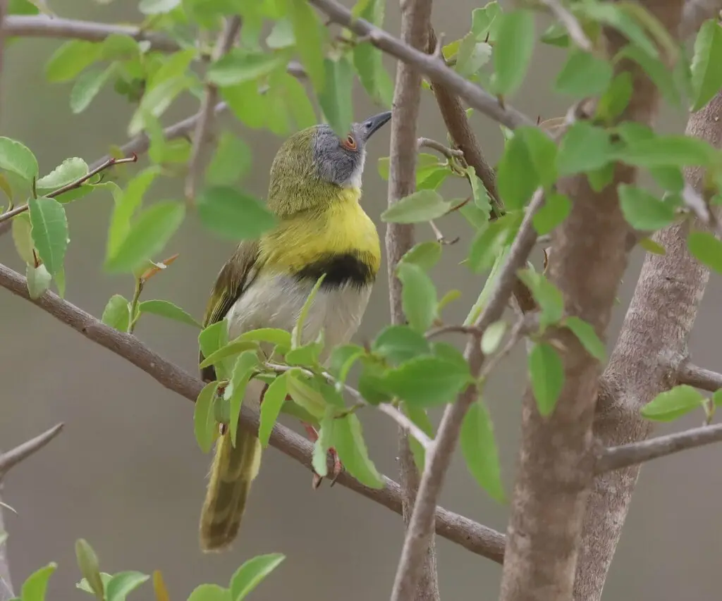 黄胸娇莺(Apalis flavida)
