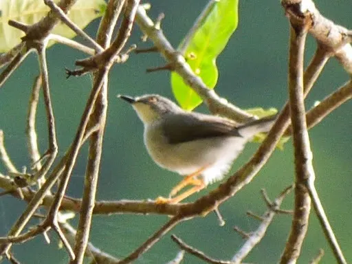 高氏娇莺(Apalis goslingi)