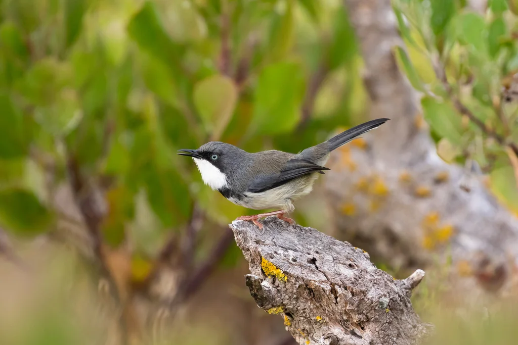 斑喉娇莺(Apalis thoracica)
