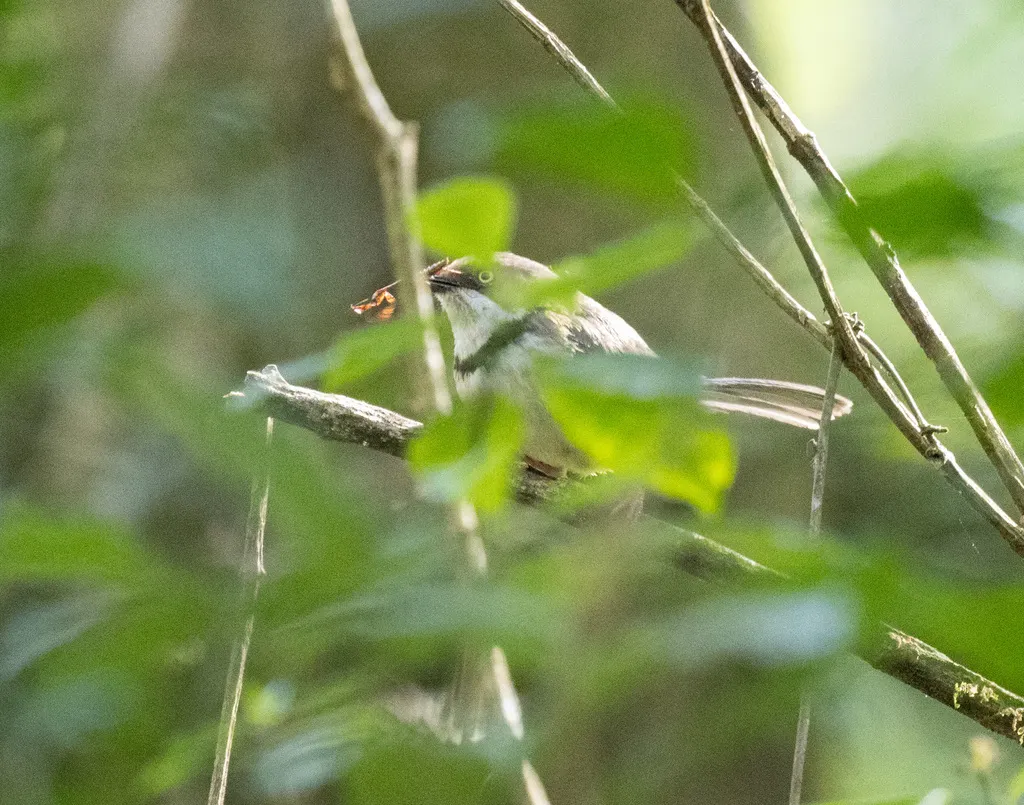 斑喉娇莺(Apalis thoracica)