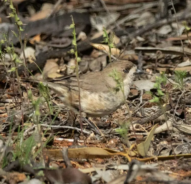 白脸刺莺(Aphelocephala leucopsis)