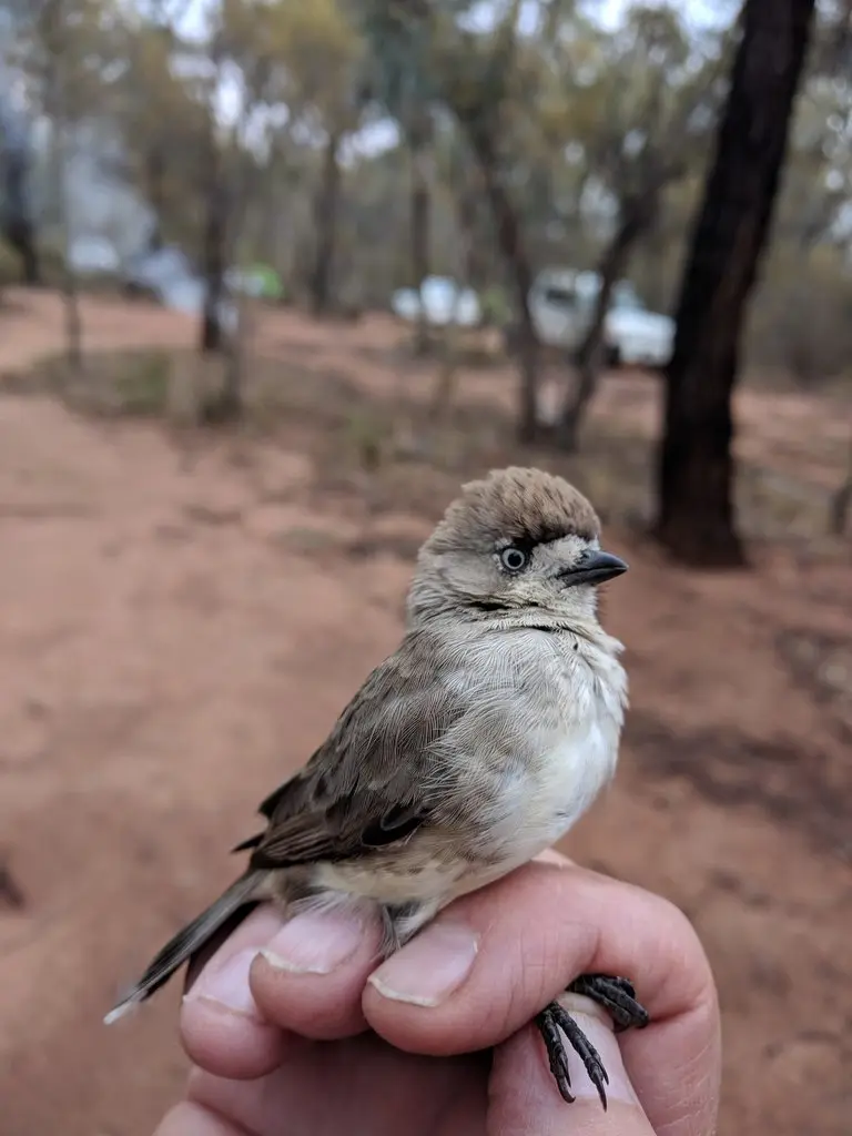 白脸刺莺(Aphelocephala leucopsis)