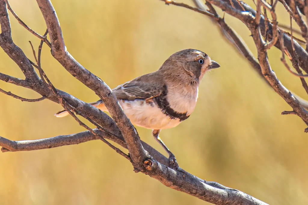 斑纹白脸刺莺(Aphelocephala nigricincta)