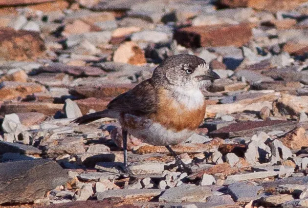 栗胸白脸刺莺(Aphelocephala pectoralis)