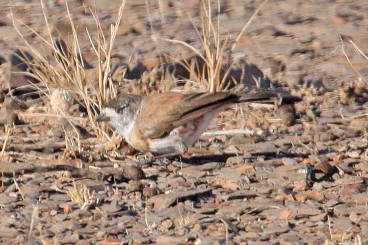 栗胸白脸刺莺(Aphelocephala pectoralis)