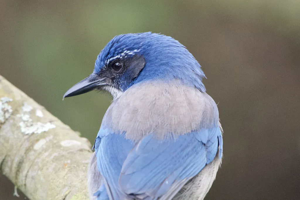 西丛鸦（Aphelocoma californica）