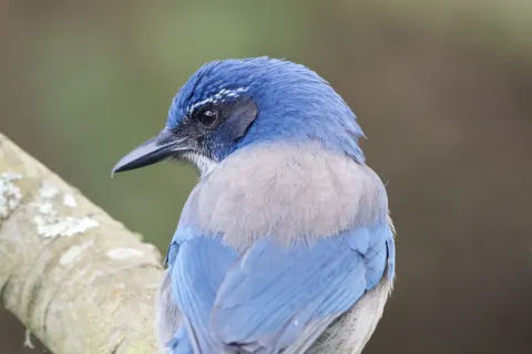 西丛鸦