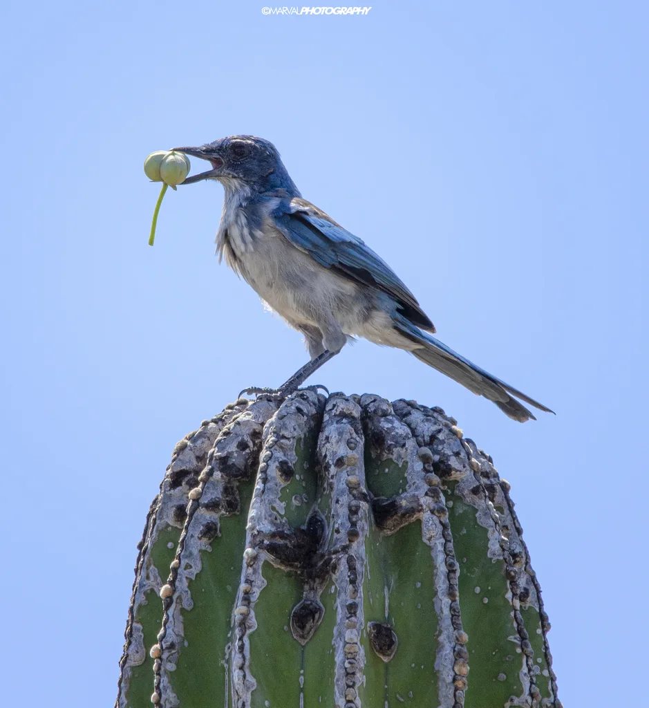 西丛鸦（Aphelocoma californica）
