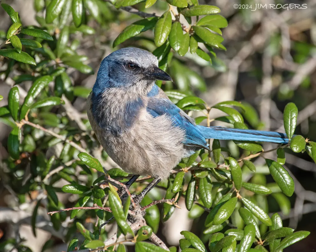 丛鸦（Aphelocoma coerulescens）